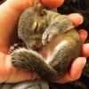 Pet Squirrels for Sale - Image 2
