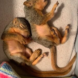 fox squirrels