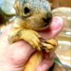 fox squirrels