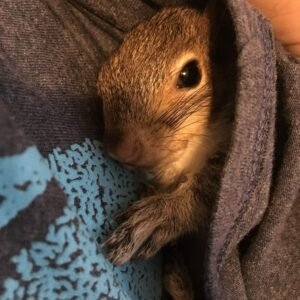 fox squirrels