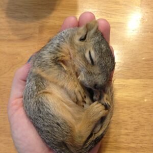 Potty Trained Squirrels for Adoption