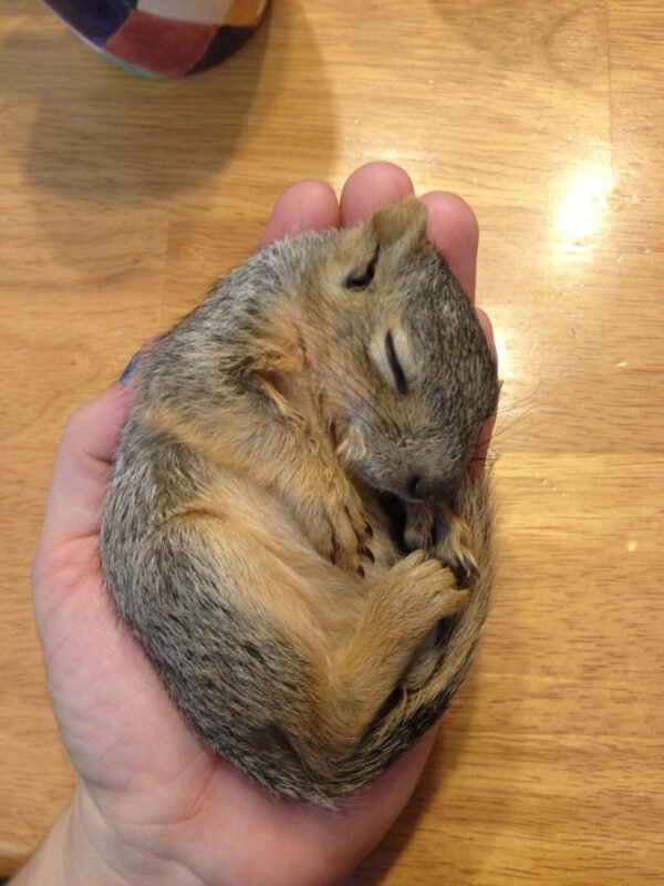Potty Trained Squirrels for Adoption