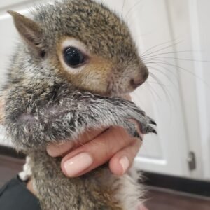 Eastern Gray Squirrel