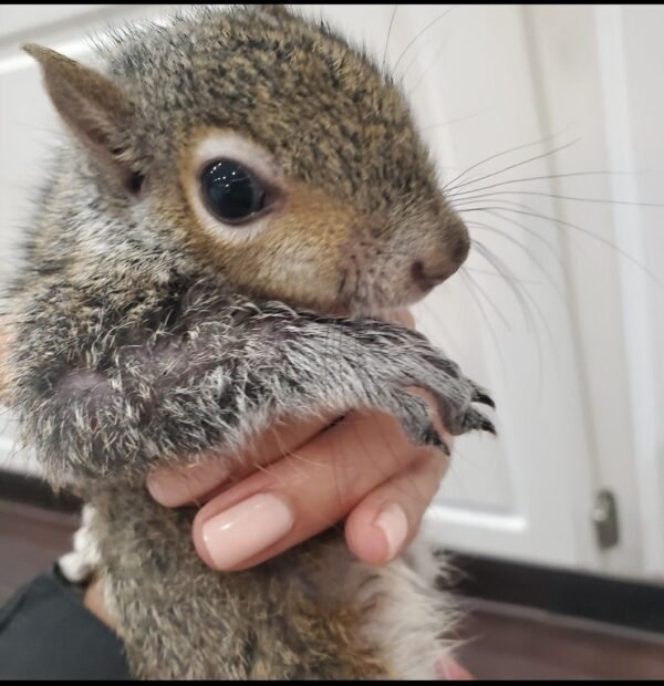 Eastern Gray Squirrel