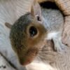 Eastern Gray Squirrel - Image 2