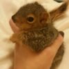 Hand Raised Squirrels - Image 2